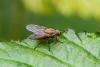 Helina impuncta